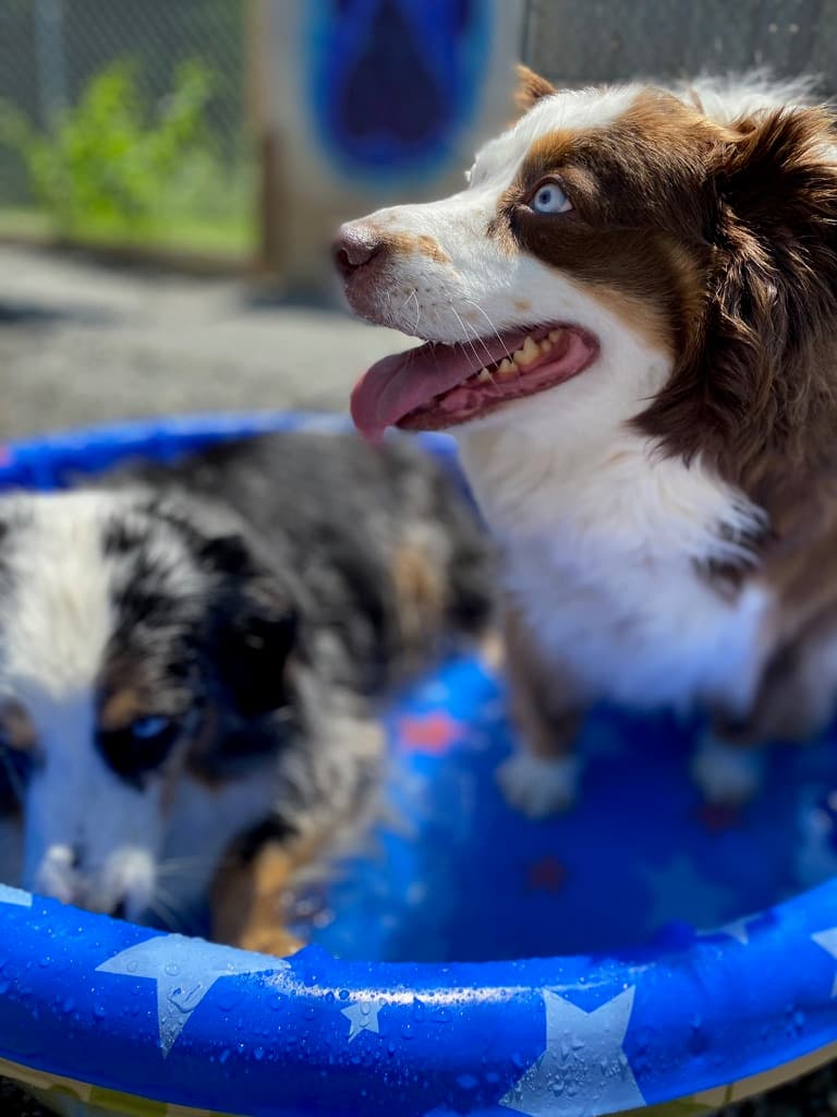 Australian shepherd puppy on the splash pad