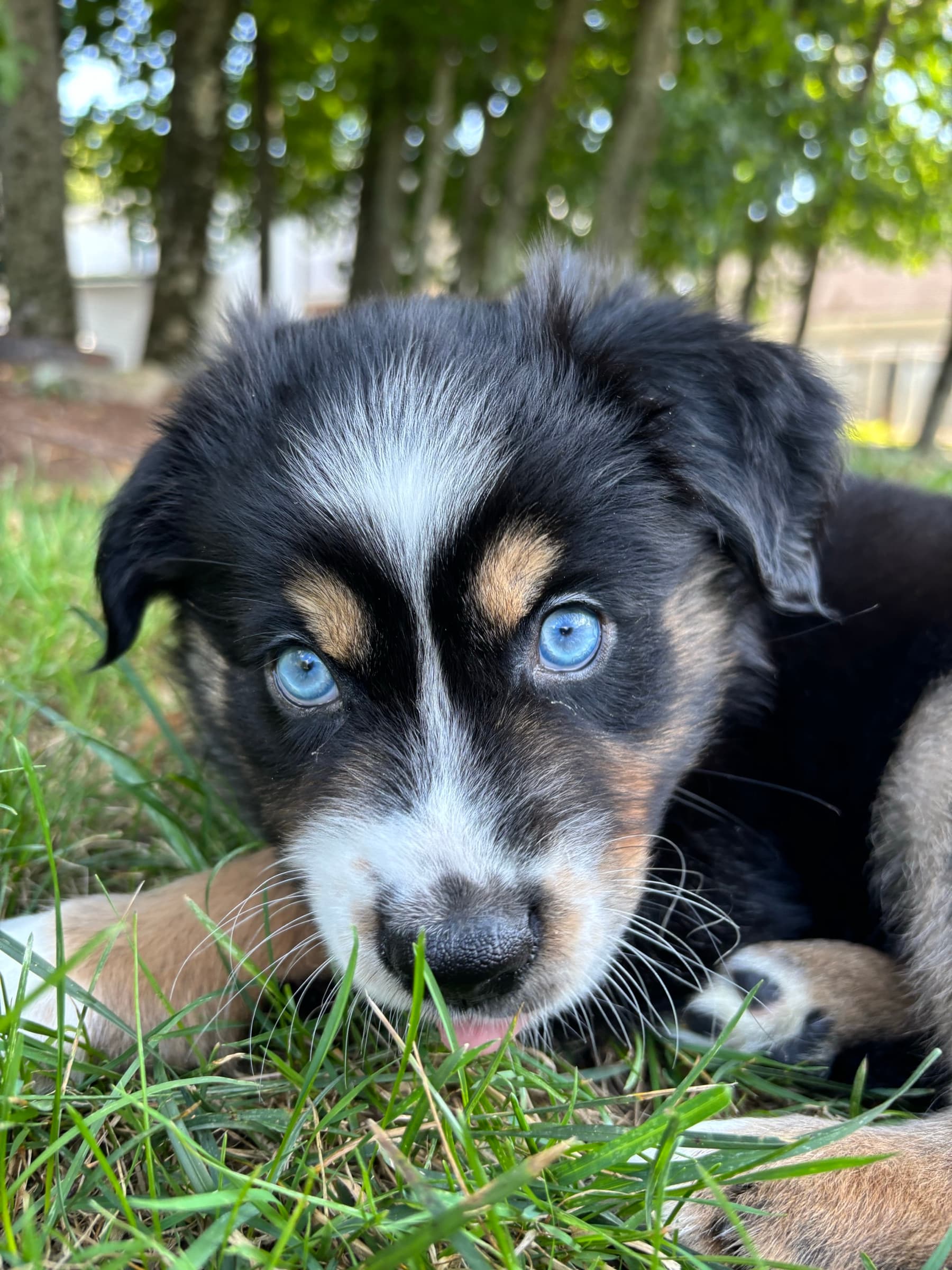 Blue-eyed puppy in the grass