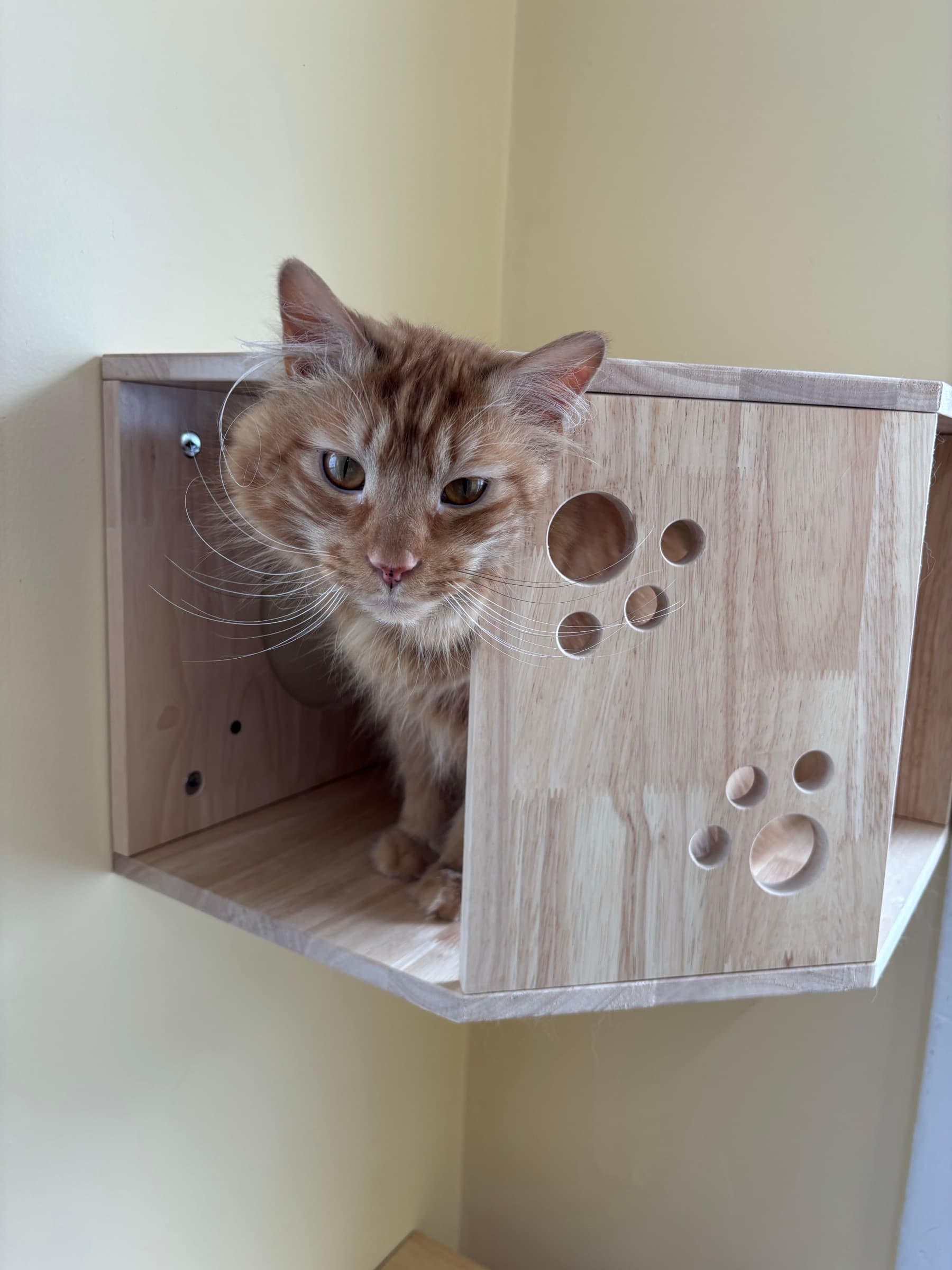 Ginger kitten exploring climbing tower at Carden Kennels