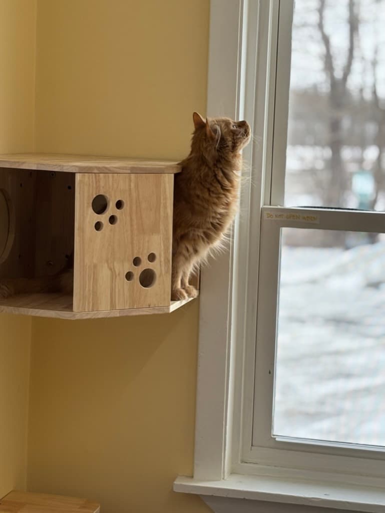 Orange cat relaxing by a sunny window