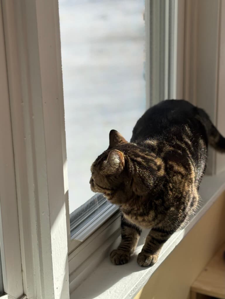 Tabby cat sitting on window sill watching birds at Carden Kennels