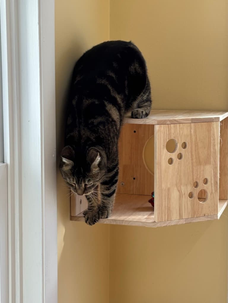 Tiger cat perched on climbing structure in Carden Kennels feline room