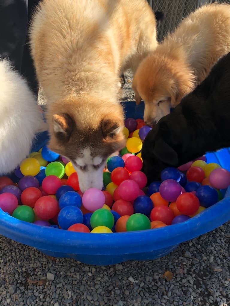 Golden retriever puppies playing in a ball pit at Carden Kennels
