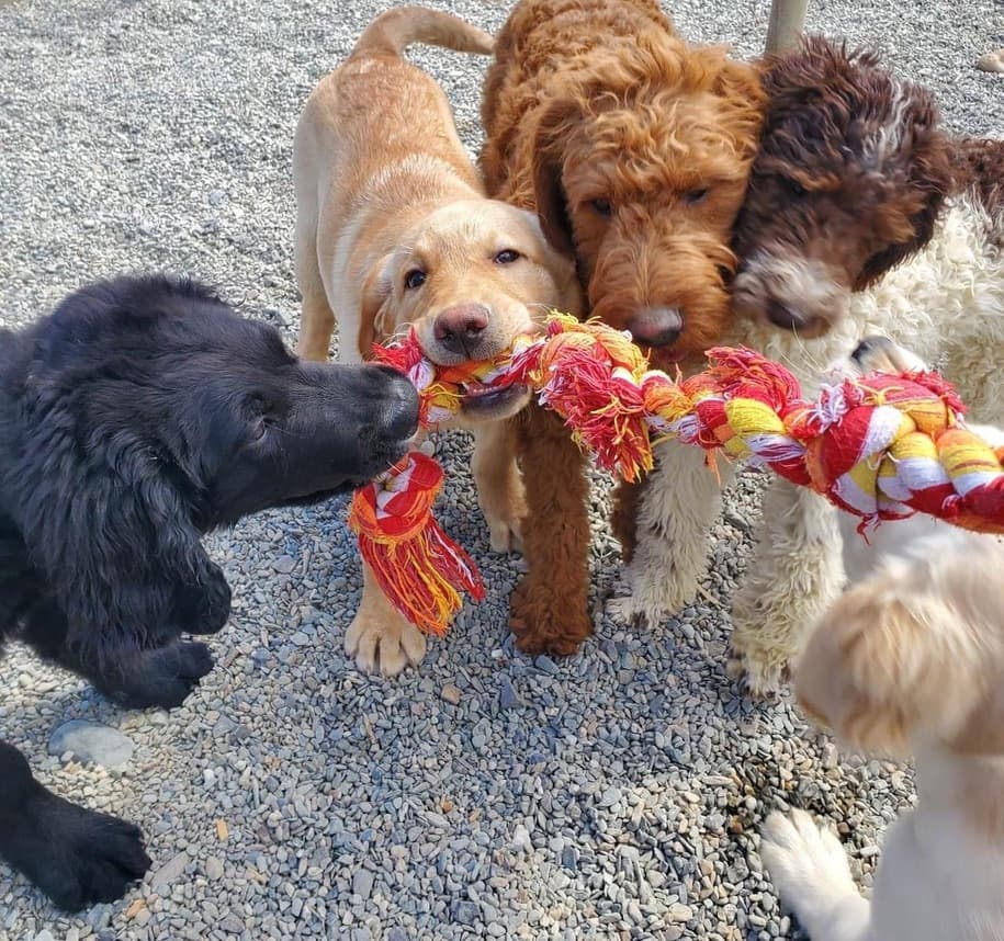 Happy puppies playing together with rope toy at Carden Kennels daycare