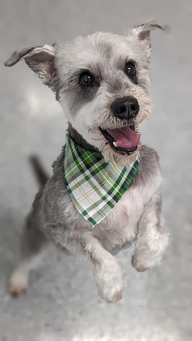 Freshly groomed schnauzer wearing a green bandana