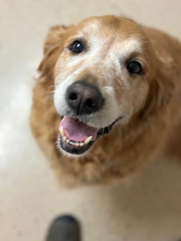 Senior golden retriever resting comfortably at Carden Kennels