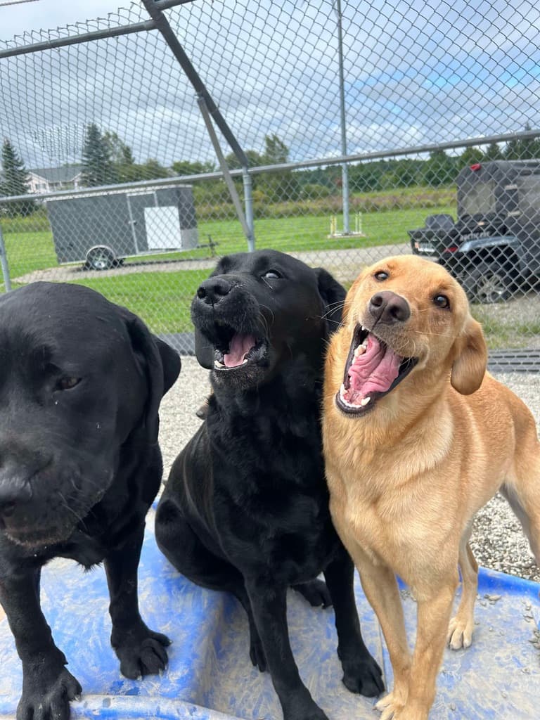 Daily Daycare