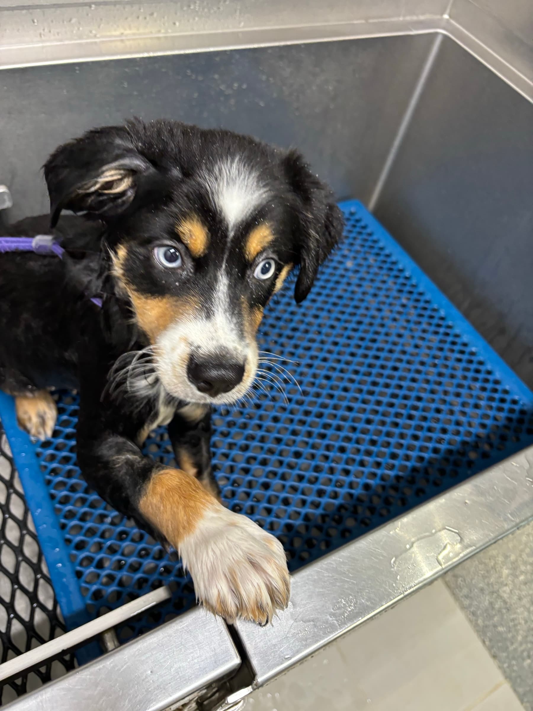 Adorable puppy receiving professional grooming bath service at Carden Kennels