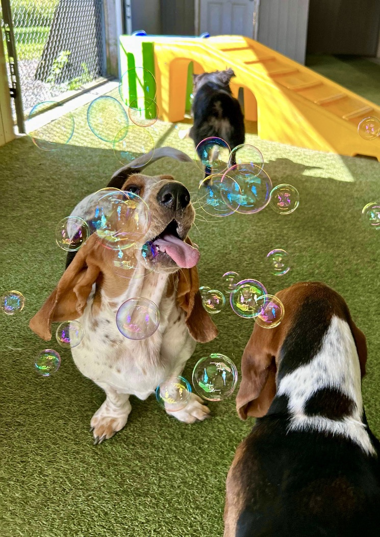 Basset hound enjoying bubble enrichment activities at Carden Kennels