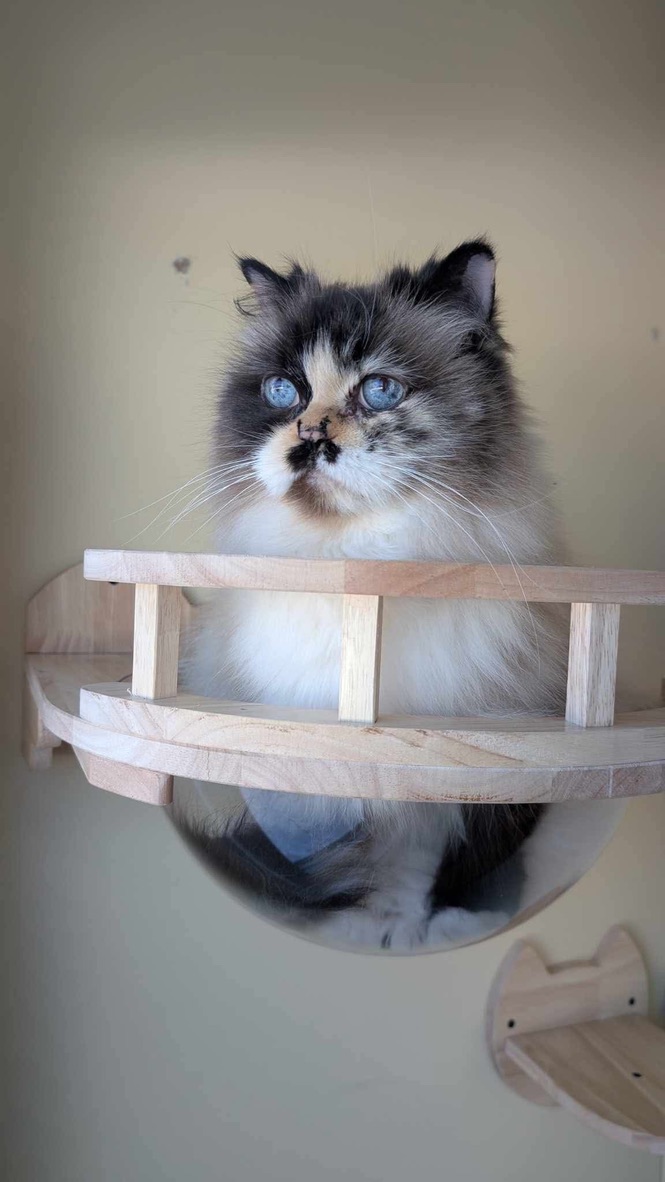 Ragdoll kitten in comfortable boarding condo at The Uncommon Dog