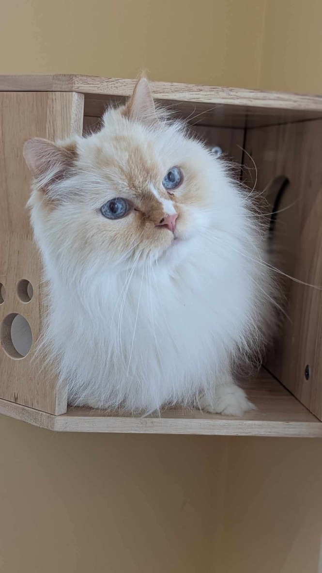 Ragdoll cat relaxing on climbing tower in the feline boarding room at Carden Kennels