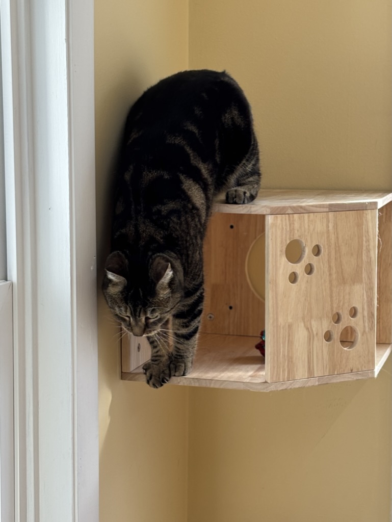 Tiger cat perched on climbing structure in Carden Kennels feline room