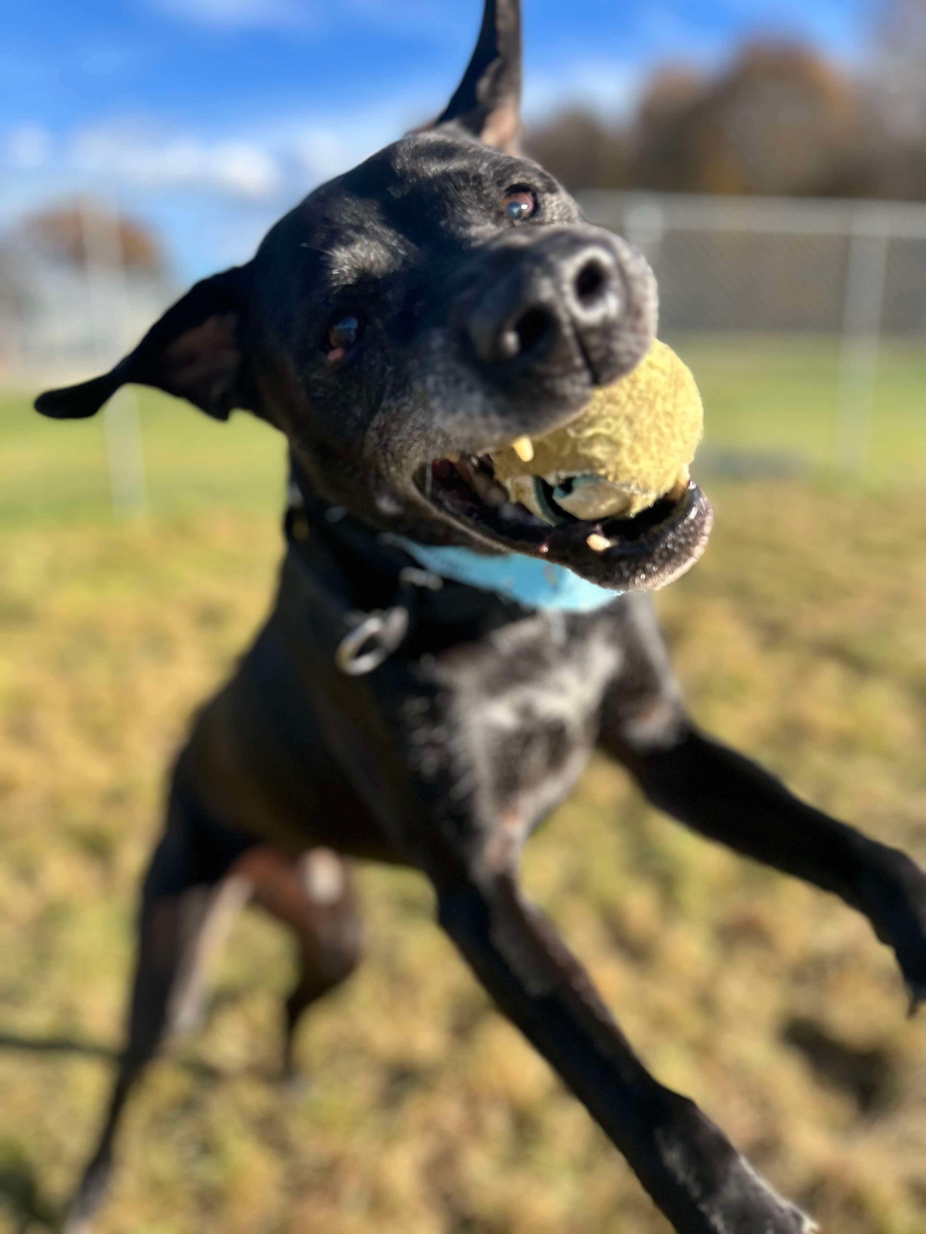 Energetic dog catching tennis ball enjoying regular weekly daycare routine at Carden Kennels