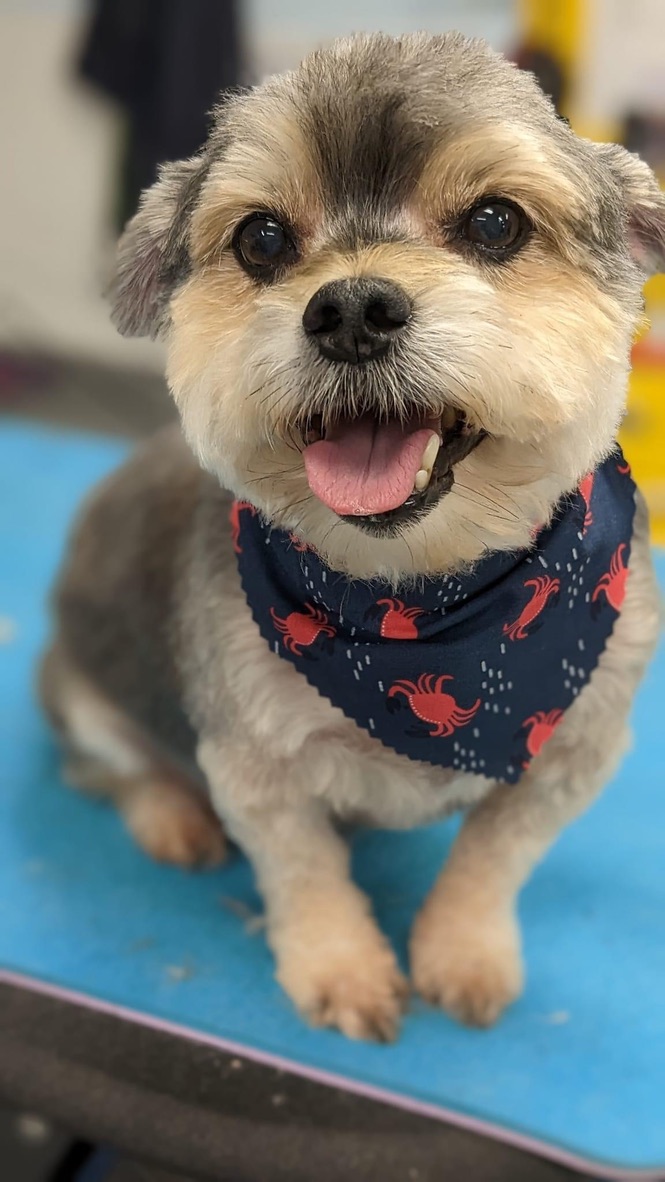 Professionally groomed small fluffy dog with bandana after grooming spa day at Carden Kennels