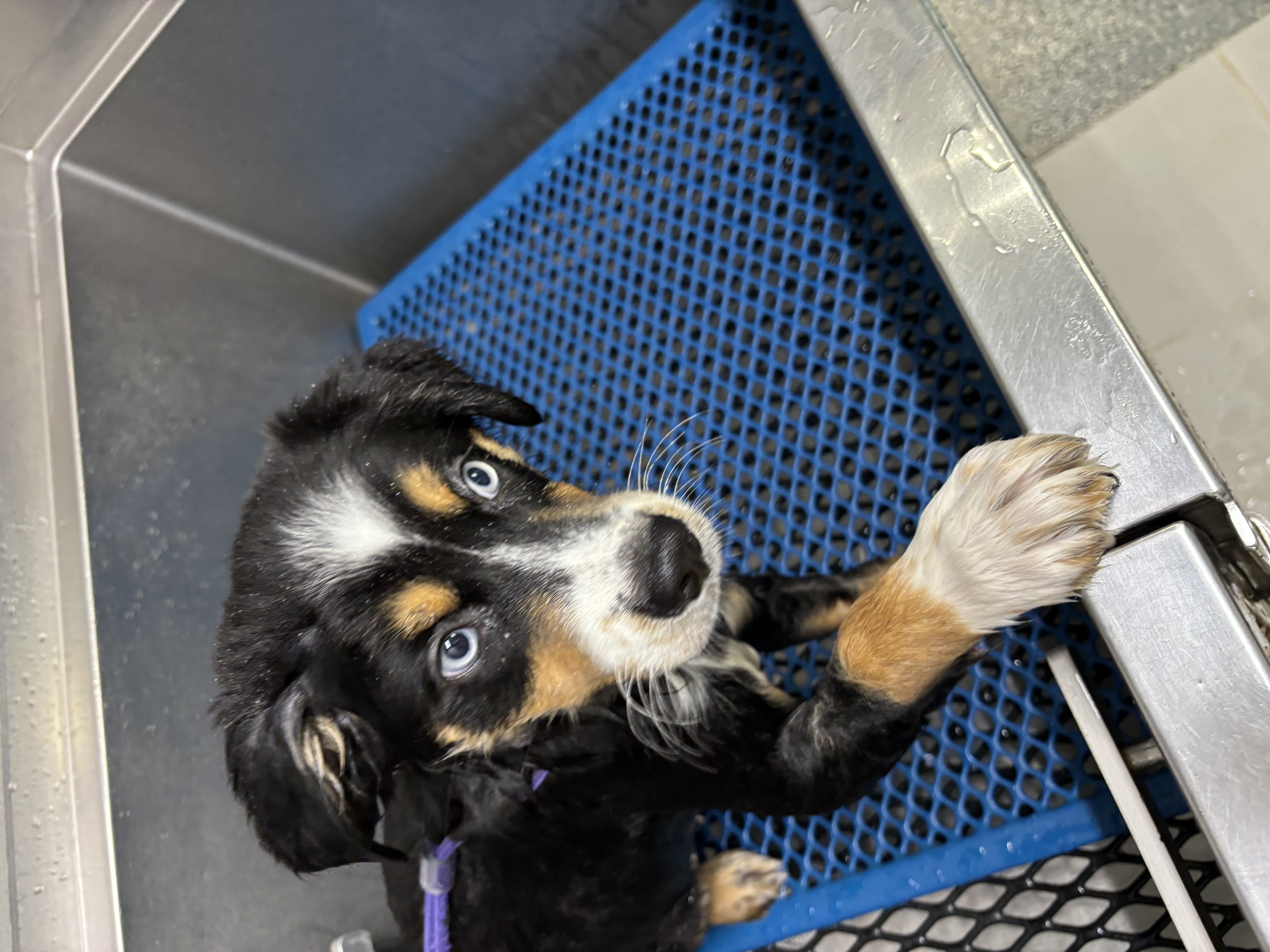Adorable puppy receiving professional grooming bath service at Carden Kennels