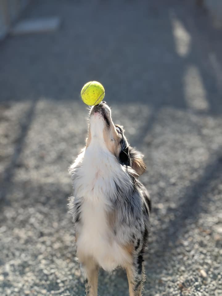 Happy dogs playing together at Carden Kennels daycare