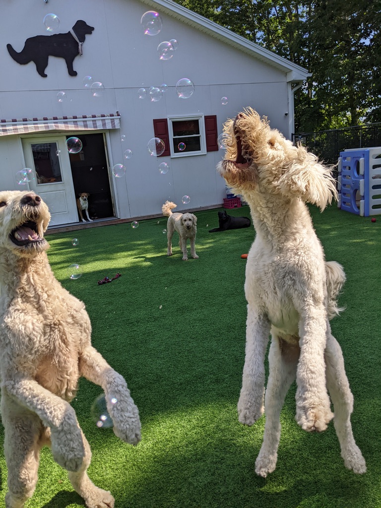 Goldendoodles playing with bubbles during daycare at Carden Kennels